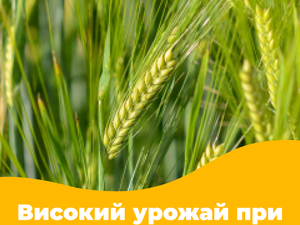 Високий урожай при мінімальних затратах