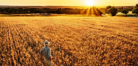 Рослинництво Рослинництво